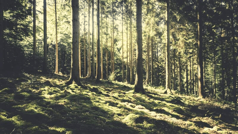 silent and quiet sunlight in a forest